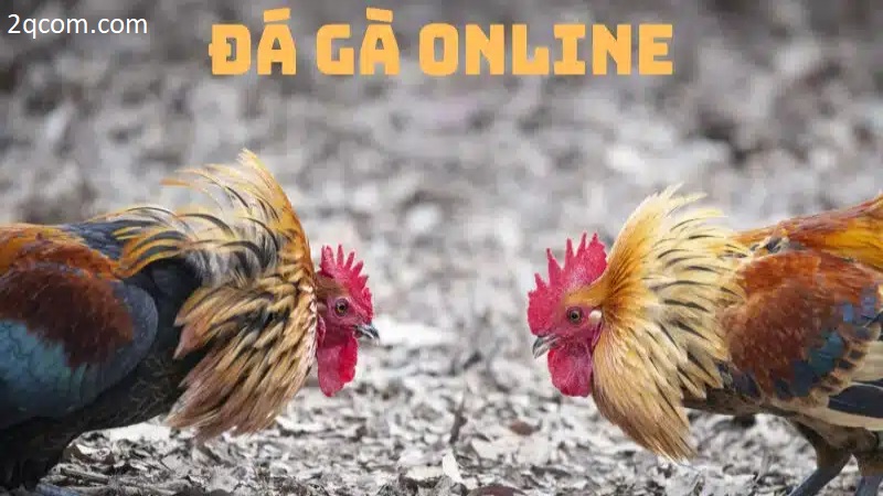Chơi đá gà online với những tính năng nổi bật của trò chơi 2 Cùng 2qvn nhận ngày nhiều phần thưởng có giá trị hấp dẫn ngay hôm nay