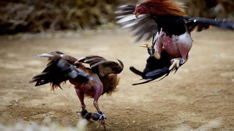 Chơi Đá Gà Trực Tuyến - Nơi Thỏa Mãn Niềm Đam Mê Của Bạn! 3 Chiến thuật và kinh nghiệm khi chơi đá gà trực tuyến