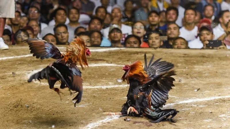 Đá Gà Ăn Tiền - Bí Quyết Kiếm Tiền Nhanh Chóng 1 Giới thiệu về đá gà ăn tiền