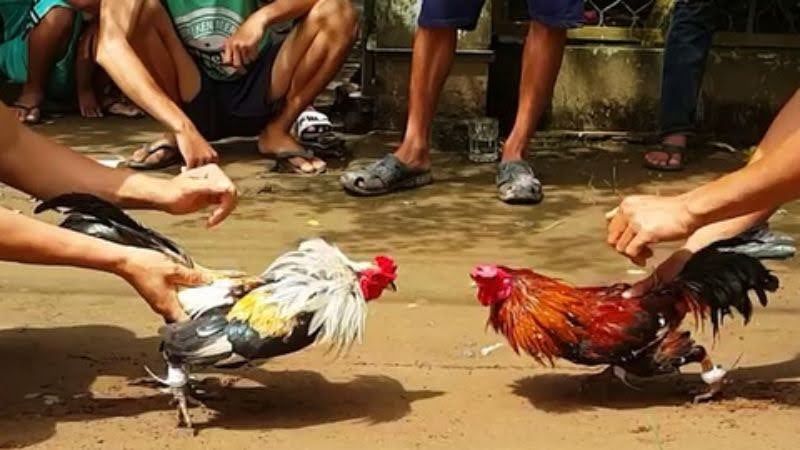 Đá Gà Ăn Tiền - Bí Quyết Kiếm Tiền Nhanh Chóng 3 Chiến thuật và kinh nghiệm chơi đá gà ăn tiền