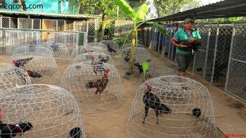 Đá gà cựa dao và những sự kiện thi đấu diễn ra hàng năm 3 Những sự kiện đá gà diễn ra hằng năm mà bạn nên biết