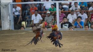 da ga cua dao 2
