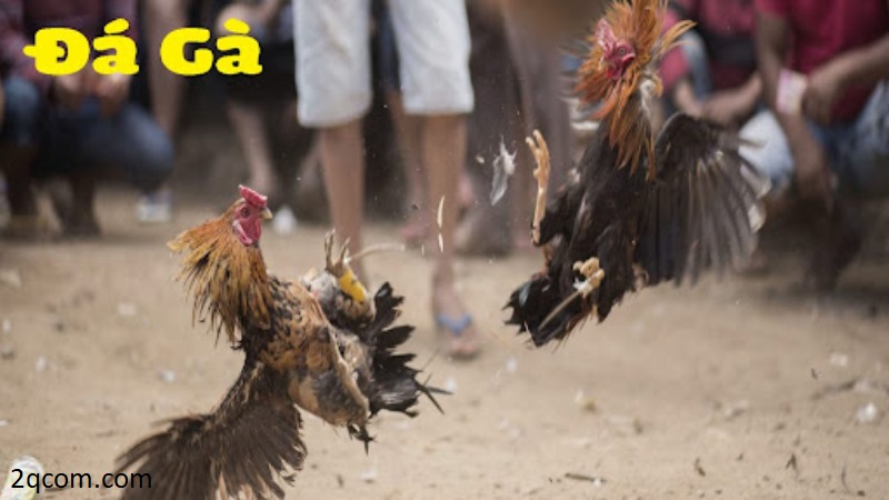 Đá gà cựa sắt có gì khác biệt với đá gà thông thường 3 Những trận đấu đầy kịch tính và vô cùng bùng nổ