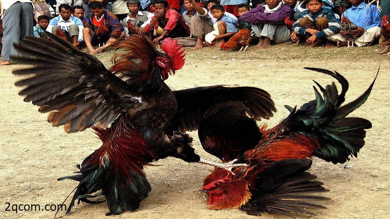 Đá gà cựa sắt có gì khác biệt với đá gà thông thường 2 Chơi đá gà ngay, mang về nhiều phần thưởng