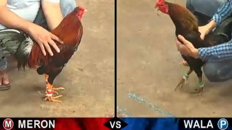 Đá Gà Mạng - Sàn Đấu Sôi Động, Thỏa Mãn Niềm Đam Mê 1 Giới thiệu về đá gà mạng