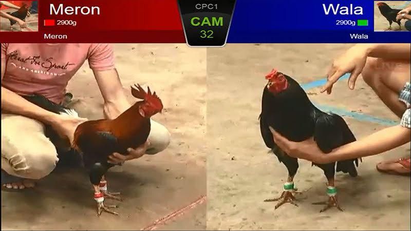 Đá Gà Thomo: Trải Nghiệm Đỉnh Cao, Kịch Tính Và Mãn Nhãn 2 Chiến thuật và kỹ năng cần có khi tham gia đá gà thomo