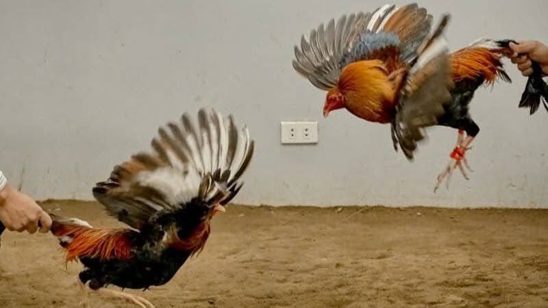 Đá Gà Tre: Huyền Thoại Trận Chiến 1 Giới thiệu về đá gà tre