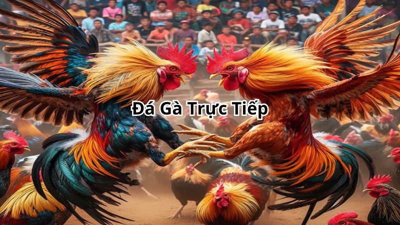 Đá Gà Trực Tiếp - Tham Gia Nhanh, Cược Dễ Và Thưởng Khủng 1 Đá Gà Trực Tiếp - Tham Gia Nhanh, Cược Dễ Và Thưởng Khủng