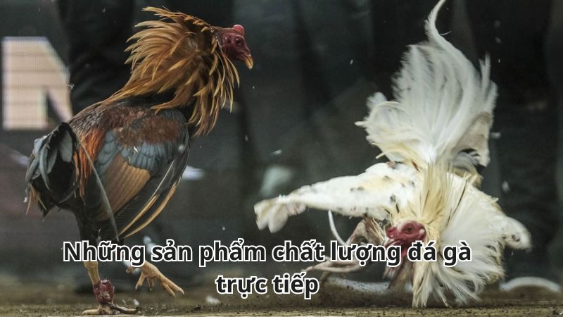 Đá Gà Trực Tiếp - Tham Gia Nhanh, Cược Dễ Và Thưởng Khủng 3 Những sản phẩm chất lượng đá gà trực tiếp