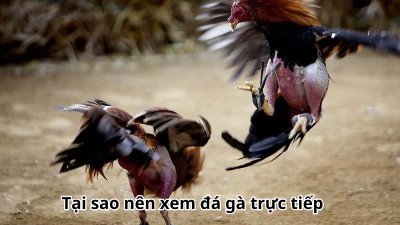 Đá Gà Trực Tiếp - Tham Gia Nhanh, Cược Dễ Và Thưởng Khủng 4 Tại sao nên xem đá gà trực tiếp