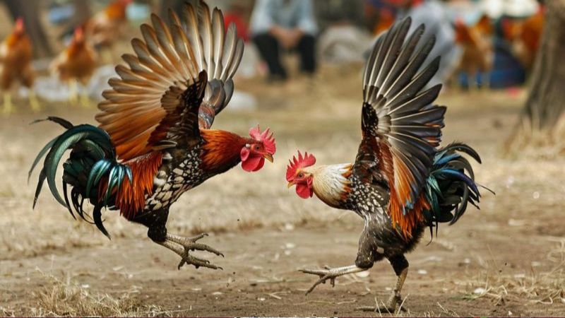 Game Đá Gà: Sàn Đấu Gà Chọi Sôi Động Nhất 3 Lợi ích của việc chơi Game Đá Gà
