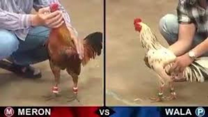 Đá Gà Trực Tiếp Thomo - Nơi đam mê bùng cháy! 3 Chiến thuật và kỹ thuật trong đá gà trực tiếp thomo
