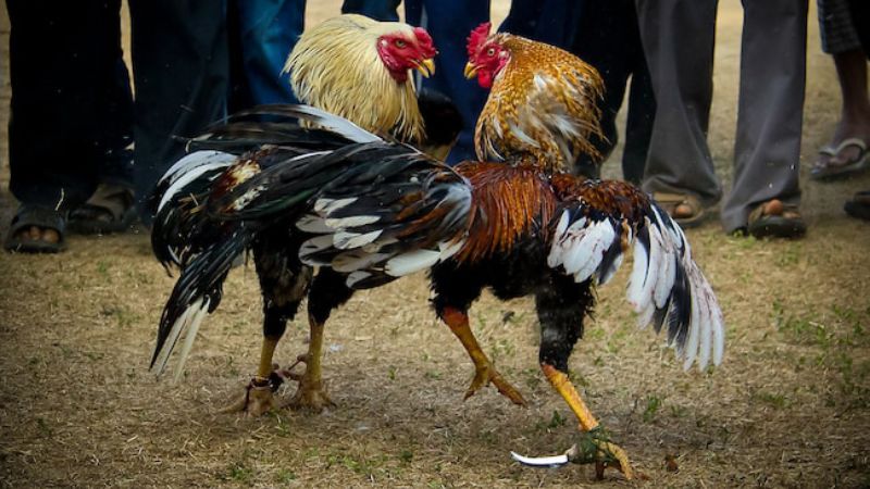Đá Gà Indo: Huyền Thoại Chiến Binh Từ Xứ Sở Vạn Đảo 1 Giới thiệu về đá gà Indo