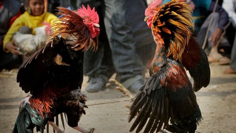 Đá Gà Indo: Huyền Thoại Chiến Binh Từ Xứ Sở Vạn Đảo 2 Cách thức tham gia đá gà Indo