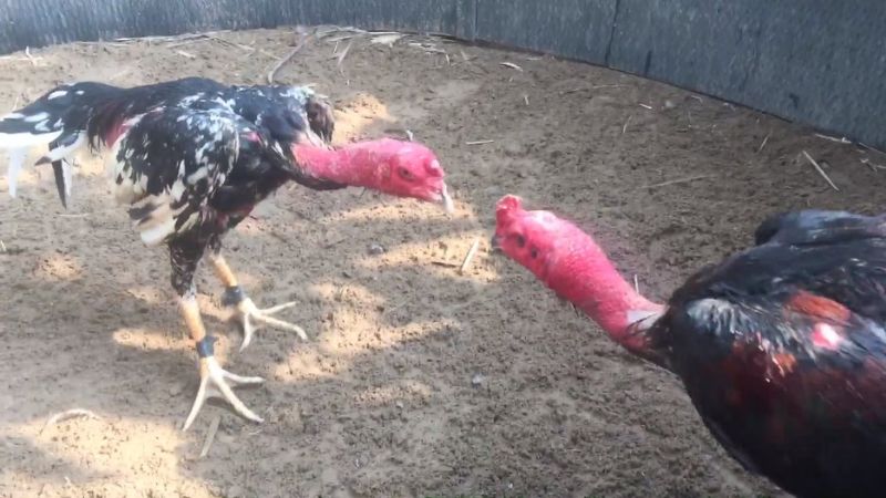 Đá Gà Đòn - Lửa Cháy Trong Tim Những Chiến Binh 3 Lợi ích của việc tham gia đá gà đòn