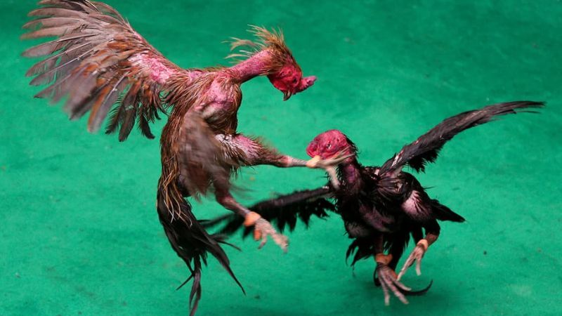 Đá Gà Thái - Huyền Thoại Bất Bại Từ Xứ Chùa Vàng 1 Đá gà Thái: Giới thiệu và cách chơi