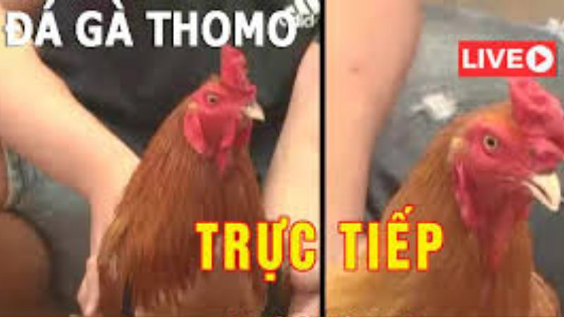 Xem Trực Tiếp Đá Gà: Soi Kèo Chuẩn, Cập Nhật Phát Trực Tiếp! 1 Website cung cấp dịch vụ xem trực tiếp đá gà