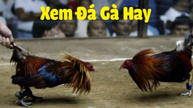 Đá Gà Campuchia Trực Tiếp - Sàn Đấu Sôi Động, Kịch Tính 2 Các loại đá gà Campuchia trực tiếp