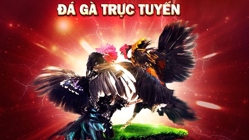 Đá Gà Casino Trực Tiếp: Trải Nghiệm Mới Mẻ, Khác Biệt 2 Lợi ích của việc chơi đá gà casino trực tiếp
