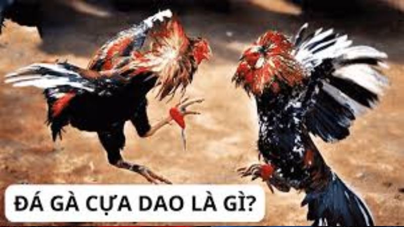 Trực Tiếp Đá Gà Cựa Dao: Sát Kê Kịch Liệt - Nổ Máu Gà Chọi 1 Tổng quan về trực tiếp đá gà cựa dao