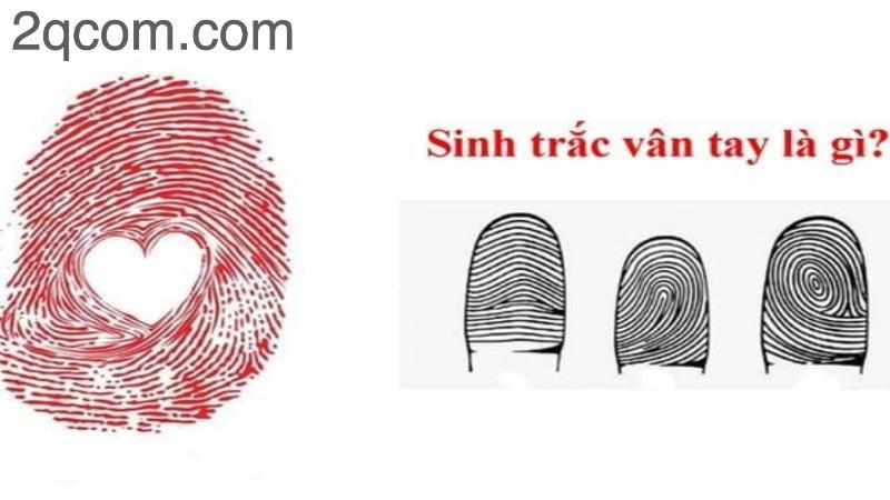 Sinh trắc học vân tay: Khám phá bản thân và tiềm năng 1 image 344