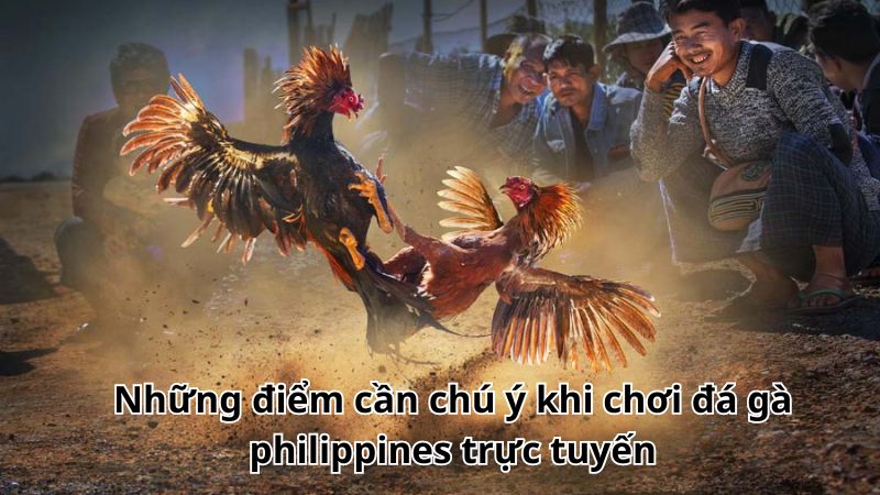 Đá Gà Philippines Trực Tuyến Uy Tín Hàng Đầu Tại Châu Á 3 Những điểm cần chú ý khi chơi đá gà philippines trực tuyến