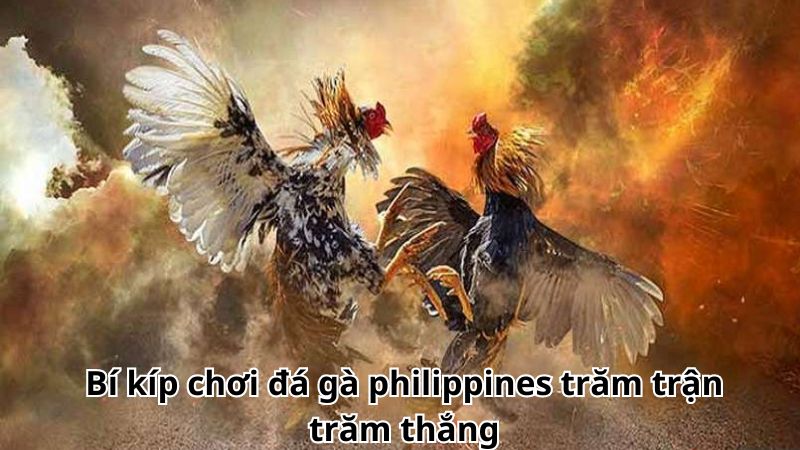 Đá Gà Philippines Trực Tuyến Uy Tín Hàng Đầu Tại Châu Á 2 Bí kíp chơi đá gà philippines trăm trận trăm thắng