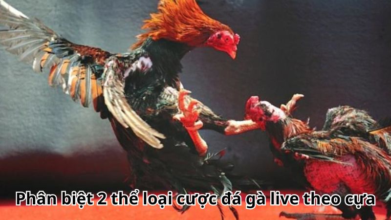 Phân biệt 2 thể loại cược đá gà live theo cựa