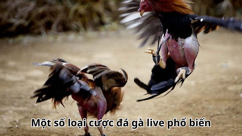 Một số loại cược đá gà live phổ biến