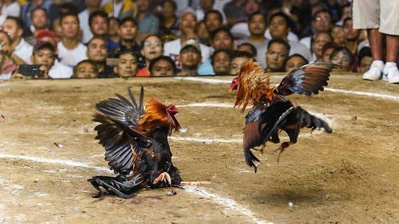 Trực Tiếp Đá Gà: Mang Đến Cho Bạn Trải Nghiệm Tuyệt Vời Nhất 3 Lợi ích của việc tham gia trực tiếp đá gà