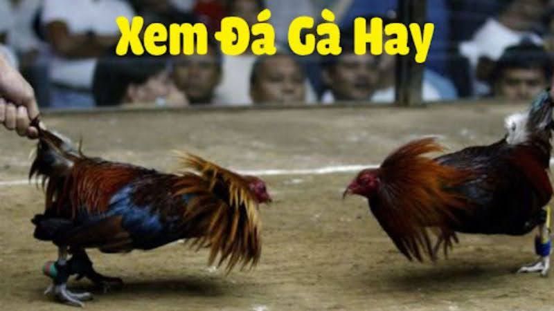 Trực Tiếp Đá Gà: Mang Đến Cho Bạn Trải Nghiệm Tuyệt Vời Nhất 2 Cách thức tham gia trực tiếp đá gà