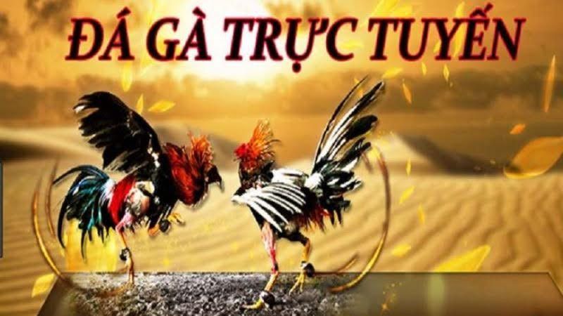 Trực Tiếp Đá Gà: Mang Đến Cho Bạn Trải Nghiệm Tuyệt Vời Nhất 1 Giới thiệu về trực tiếp đá gà