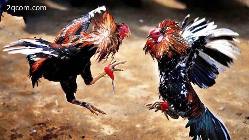 Đá gà thomo: thông tin tổng quan và cách giành chiến thắng 3 Những cách soi cầu đá gà vô cùng hiệu quả