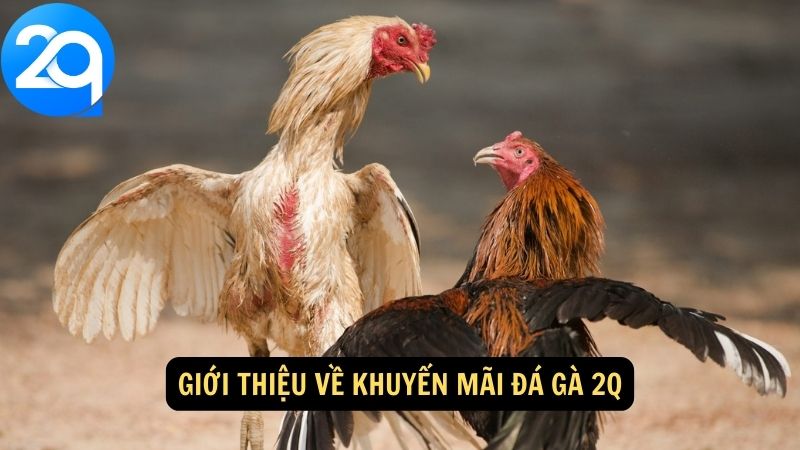 Khuyến Mãi Đá Gà 2q - Ưu Đãi Đặc Biệt Cho Người Chơi 1 khuyen-mai-da-ga-2q-1