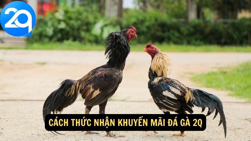 Khuyến Mãi Đá Gà 2q - Ưu Đãi Đặc Biệt Cho Người Chơi 2 khuyen-mai-da-ga-2q-2