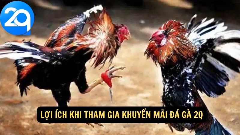 Khuyến Mãi Đá Gà 2q - Ưu Đãi Đặc Biệt Cho Người Chơi 3 khuyen-mai-da-ga-2q-3