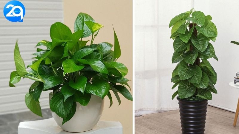 Bí Quyết Sắp Xếp Cây Cảnh Đúng Cách Để Mang Tài Lộc 2 bi-quyet-sap-xep-cay-canh-2