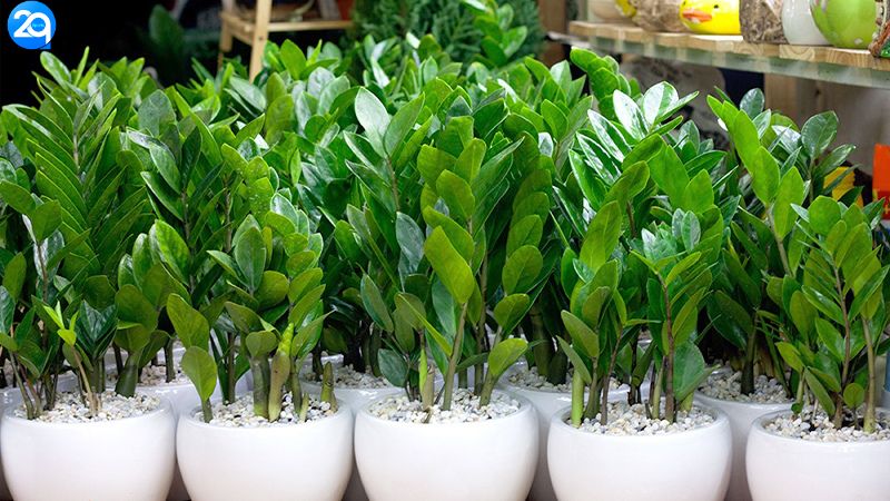 Cây Kim Tiền: Tại Sao Nó Được Coi Là "Bùa May Mắn" Không Thể Thiếu? 1 cay-kim-tien-1