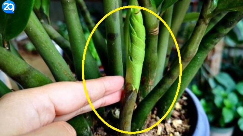 Cây Kim Tiền: Tại Sao Nó Được Coi Là "Bùa May Mắn" Không Thể Thiếu? 2 cay-kim-tien-2