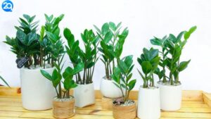 cay-kim-tien