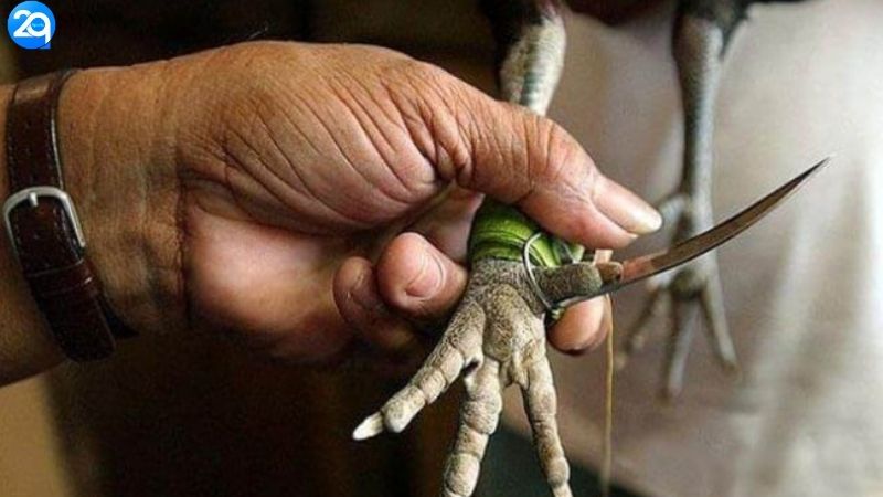 Luật Đá Gà Cựa Dao - Quy Tắc Gắt Nhất 2025 3 luat-da-ga-cua-dao-3