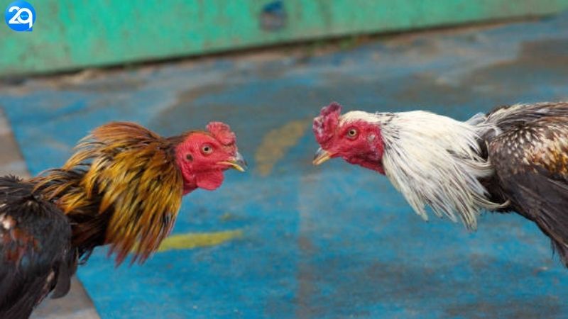 Wala Là Gì Trong Đá Gà - Giải Nghĩa Chuẩn Nhất 2025 1 wala-la-gi-trong-da-ga-1