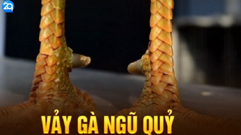 vay-ga-tu-quy-3