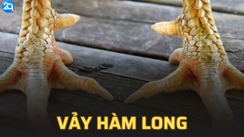 Vảy Hàm Long - Dấu Hiệu Gà Chiến Cực Phẩm 1 vay-ham-long-1