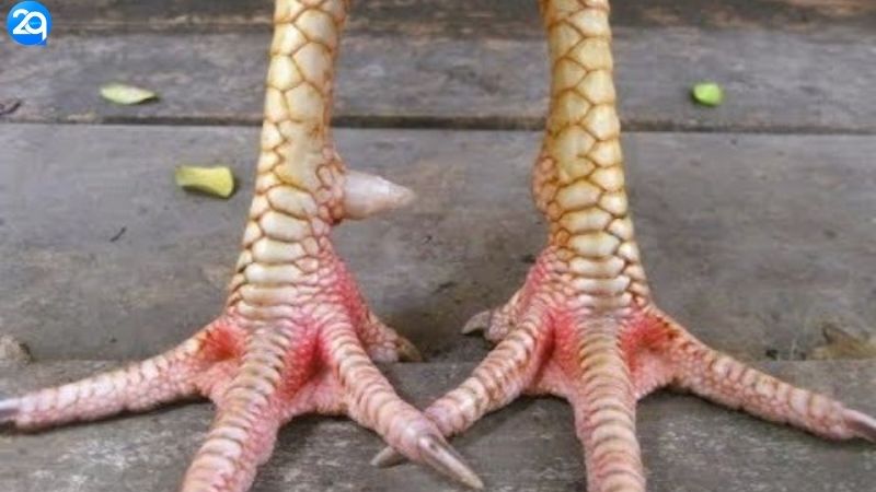 Vảy Hàm Long - Dấu Hiệu Gà Chiến Cực Phẩm 3 vay-ham-long-3