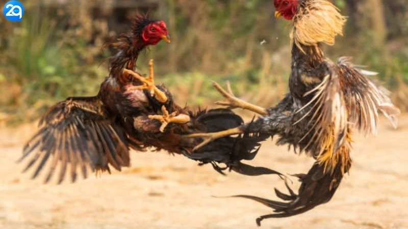 Nhà Cái Đá Gà Uy Tín - Trực Tuyến Mỗi Ngày, Bắt Kèo Chuẩn 2 nha-cai-da-ga-uy-tin-2