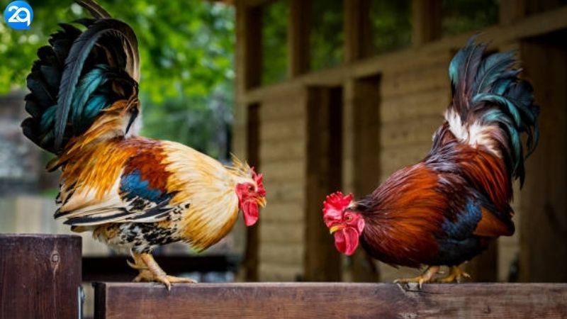 Nhà Cái Đá Gà Uy Tín - Trực Tuyến Mỗi Ngày, Bắt Kèo Chuẩn 1 nha-cai-da-ga-uy-tin-1