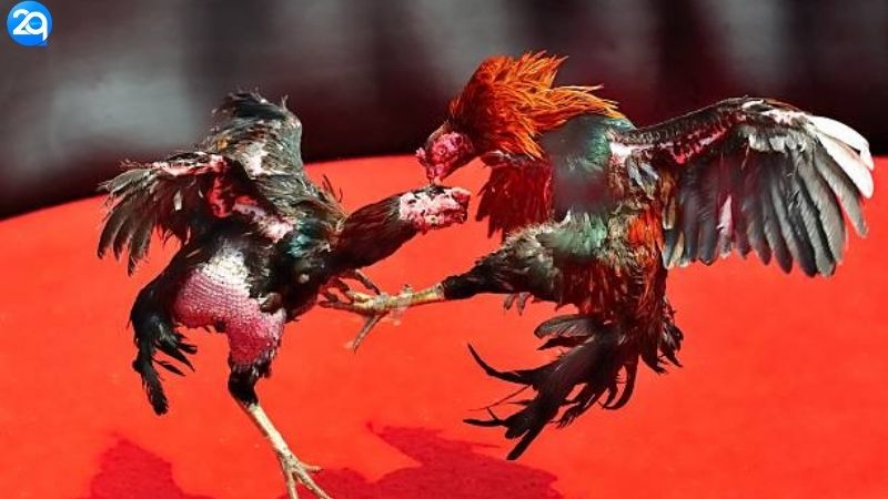 Nhà Cái Đá Gà Uy Tín - Trực Tuyến Mỗi Ngày, Bắt Kèo Chuẩn 3 nha-cai-da-ga-uy-tin-3